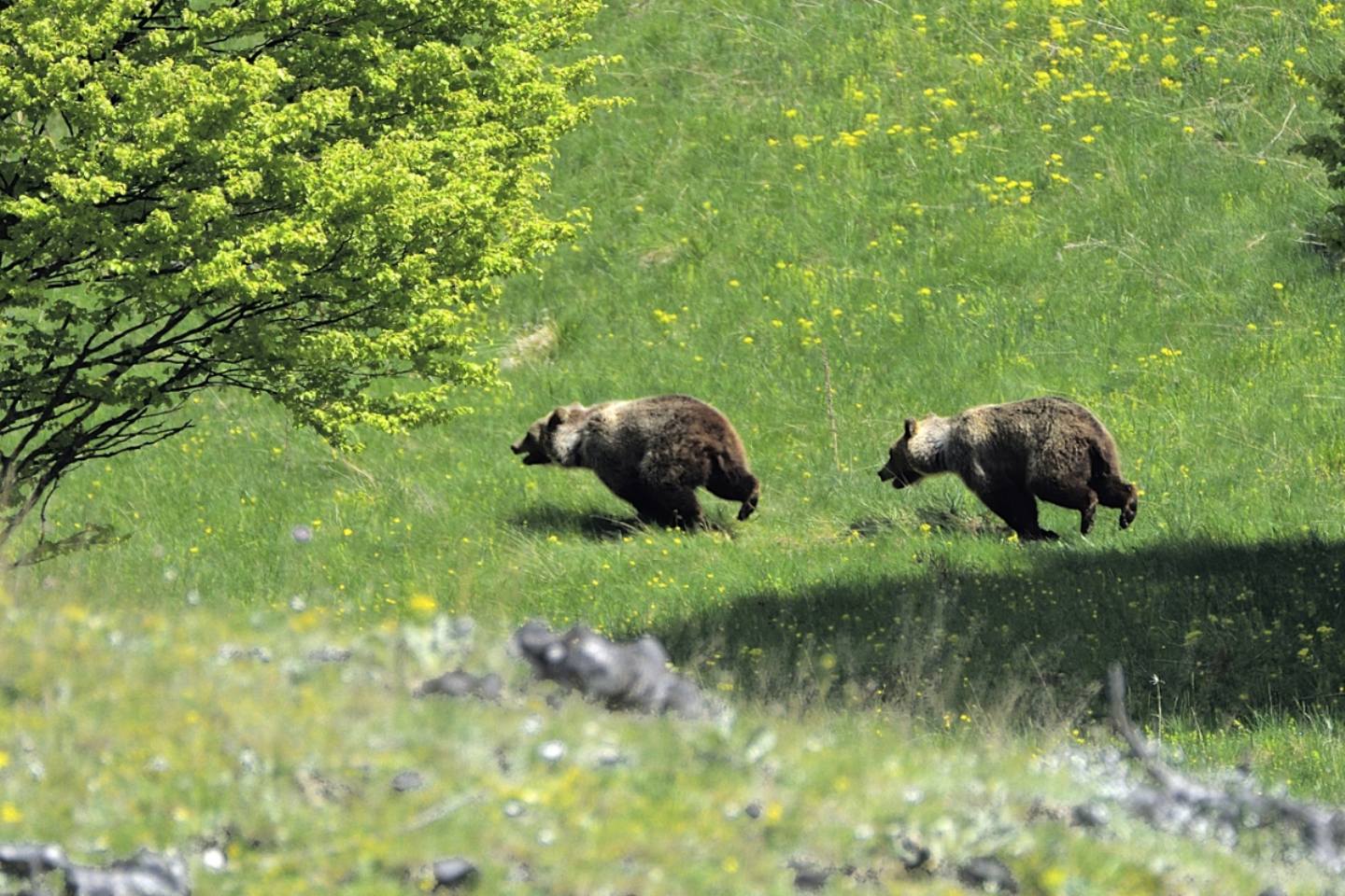 La promessa (orso bruno marsicano)